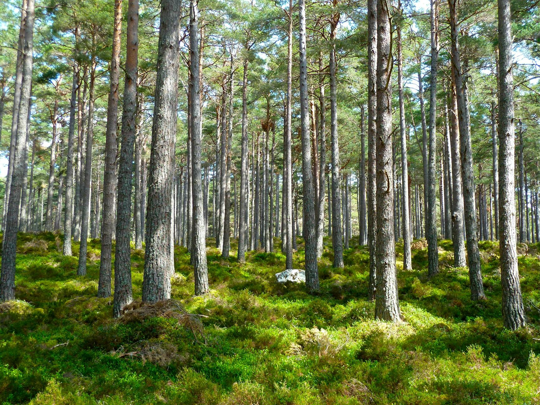 Tranquil pine forest with sunlit greenery in the Highlands of Scotland, ideal for nature lovers. (Photo: Pixabay / Pexels)
